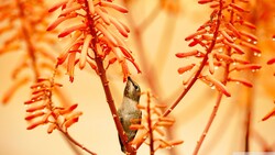 Hummingbird on Tree Beautiful Pic
