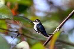 Hummingbird Photo