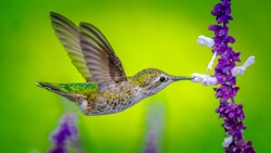 Hummingbird Plucking Purple Flower