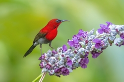 Hummingbird Red Color Bird Sitting On Flower