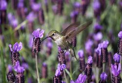 Hummingbird Sipping Nectar From Flower