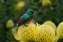 Hummingbird Sitting On A Flower