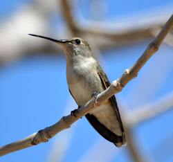 Hummingbird Sitting on Tree Branch