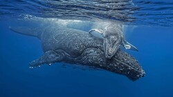 Humpback Whale Fish in Sea 5K Pic