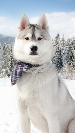 Huskies Dog Puppy Resting in Winter