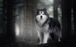 Husky Dog in Forest HD Wallpaper