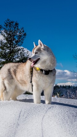 Husky Dog in Snow Image