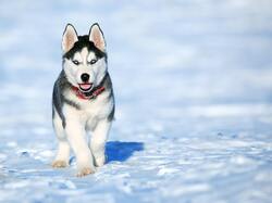 Husky Dog Running on Ice
