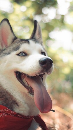 Husky Dog With His Tongue Out