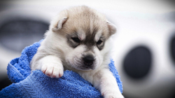 Husky Puppy in Angry Face