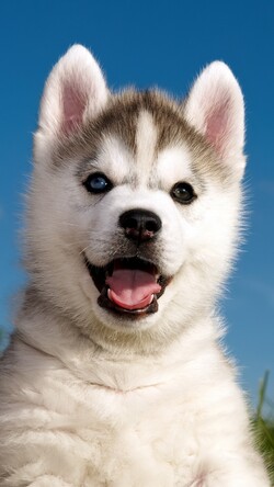 Husky Puppy Mobile Pic