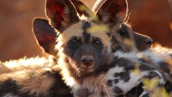 Hyena Seating in Forest Photo