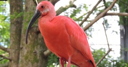 Ibis Bird on Tree Photo