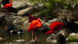 Ibis Bird on Water