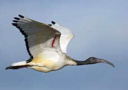 Ibis Birds Flying in Sky