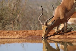 Impala Africa Nature Drink Water