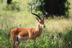 Impala Animal Standing in Forest