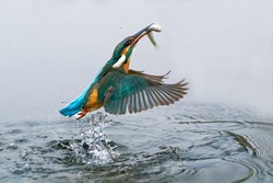 Impressive Click of Kingfisher