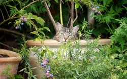 Indian Cat in Pot Wallpaper