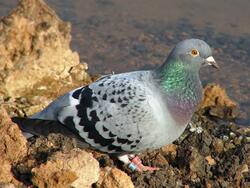 Indian Dove Bird Photo