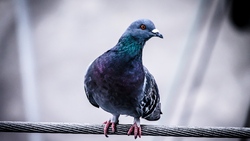 Indian Dove Bird