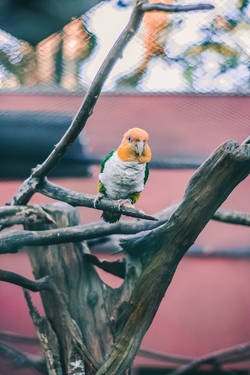 Indian Flag Color Parrot