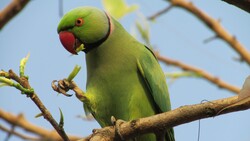 Indian Parrot Wallpaper