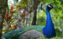 Indian Peacock Close Up HD Pic