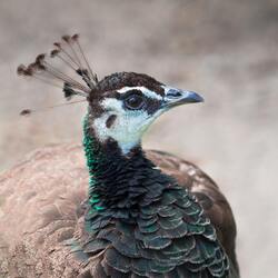 Indian Peafowl Bird Photo