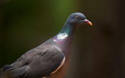 Indian Pigeon Bird Photo