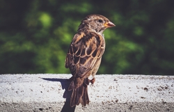 Indian Sparrow Bird Photography