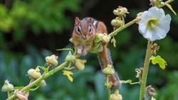 Indian Squirrel 4K Wallpaper