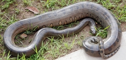 Inflated Stomach Of Snake After Eating