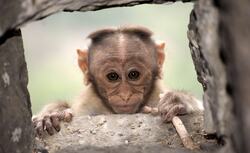 Innocent Animal Monkey