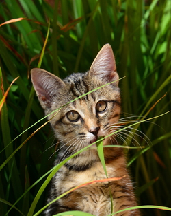 Innocent Cat in The Farm