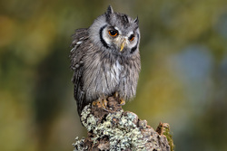 Innocent Face of an Owl Bird
