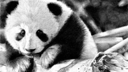 Innocent Panda Black and White Wallpaper