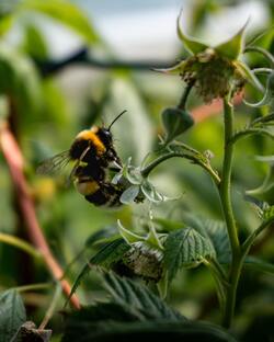 Insect Bee on Green Plant