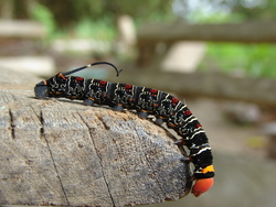 Insect Caterpillar Image
