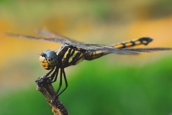 Insect Dragonfly Photo