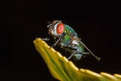 Insect Moscow Blue Fly Macro Close