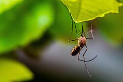 Insect Mosquito Macro Photography