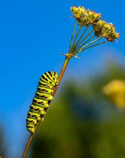 Insect on Flower