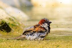 Italian Sparrow Bird Standing on Water