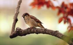 Italian Sparrow Sitting on Tree Branch