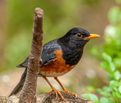 Izu Thrush Bird Photo