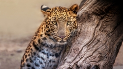 Jaguar Standing Near Tree