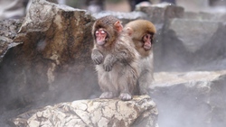 Japanese Snow Monkey