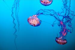Jellyfish Illustration Ultra HD 8K