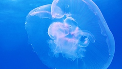 Jellyfish in Ocean